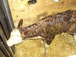 06_projekt_bauernhof_2b_2011