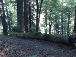 44_lammertaler_urwald