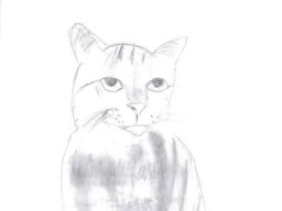 13_katze