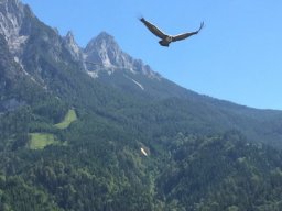 11_burgwerfen