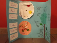 Wald- Lapbook (3b)