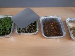 02_fruehling