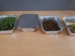 04_fruehling