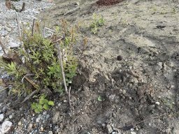 12_ennsregulierung