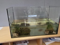 01_laich_zum_frosch