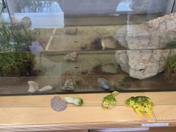 02_laich_zum_frosch