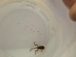07_laich_zum_frosch
